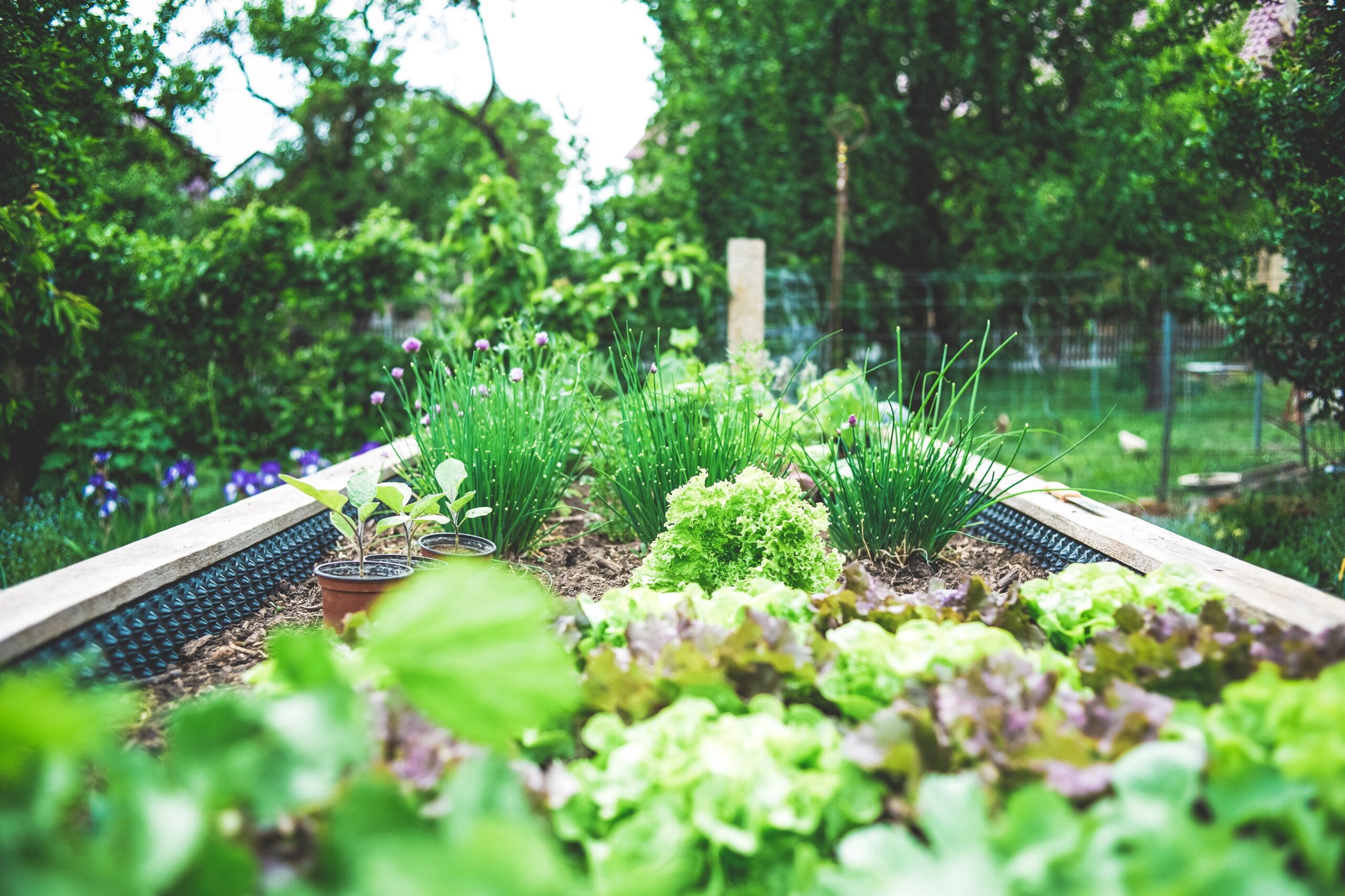 Planning Your Backyard Food Garden: Maximizing Space for Self-Sufficiency