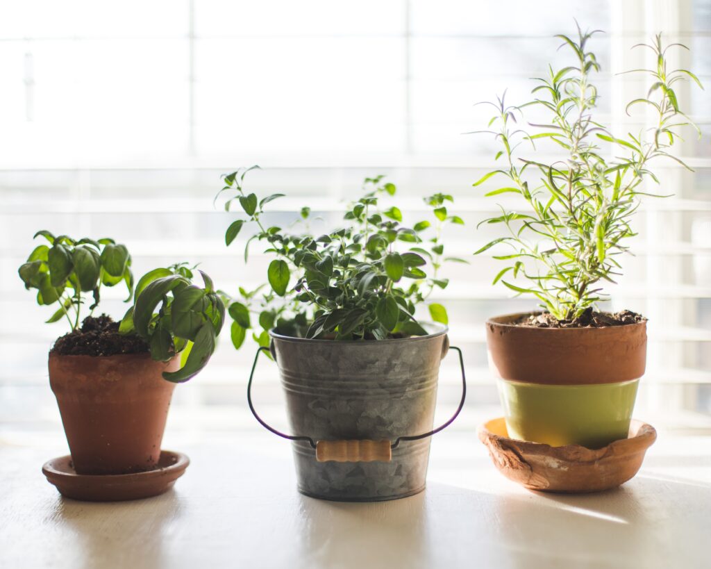 Learn how to grow your own food indoors