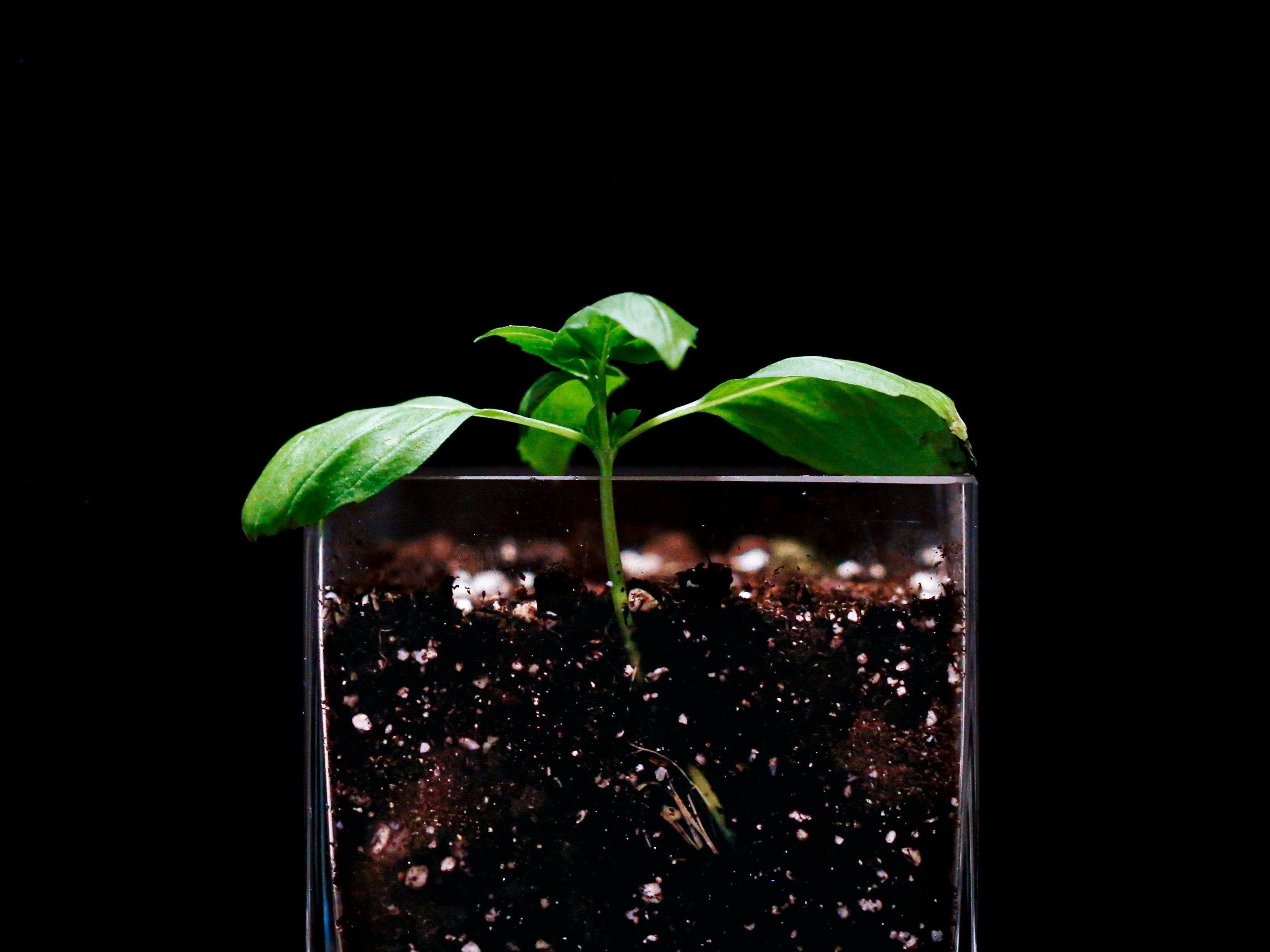 Track your newly planted basil seeds or sprout basil in a sprouting jar