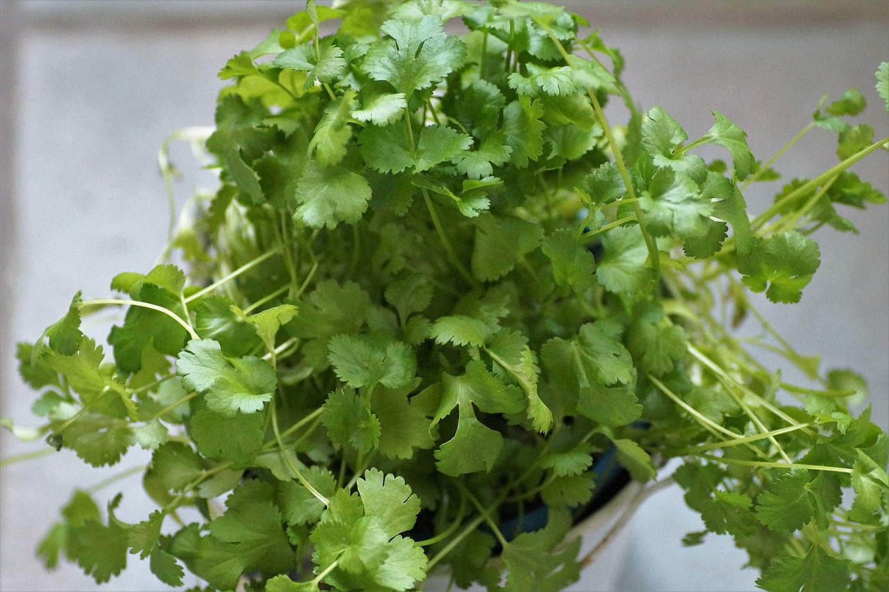 Easy-to-Grow Vegetables and Herbs for Indoor Gardening