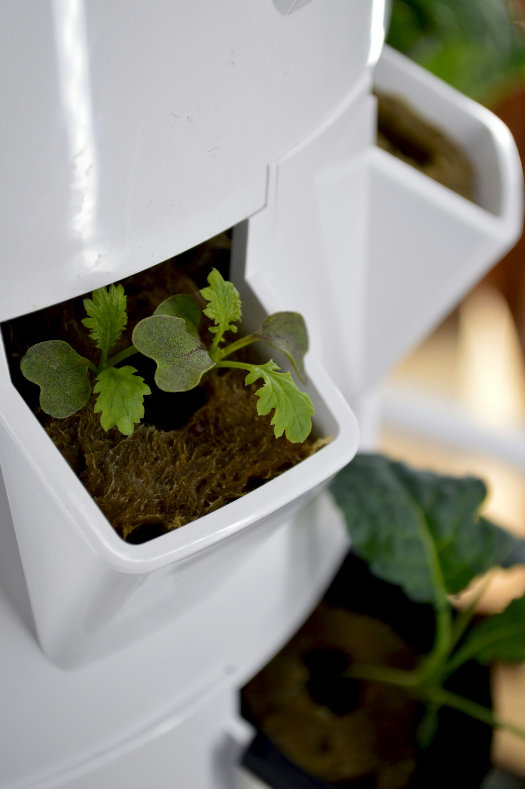 Maximizing Space: Small-Scale Indoor Gardening Solutions for Beginners